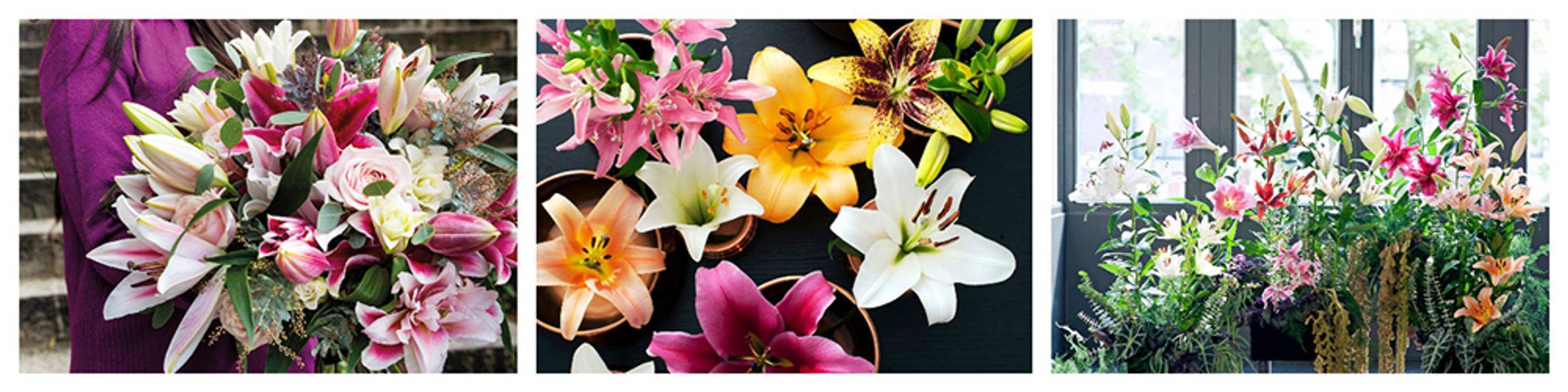 Lilie / Lilium - Lokaler Florist