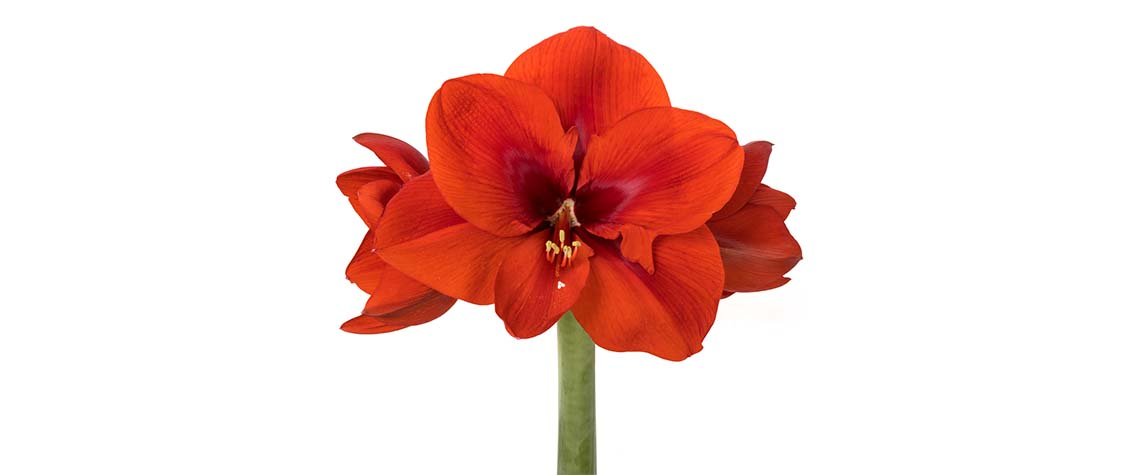 - Lokaler Florist