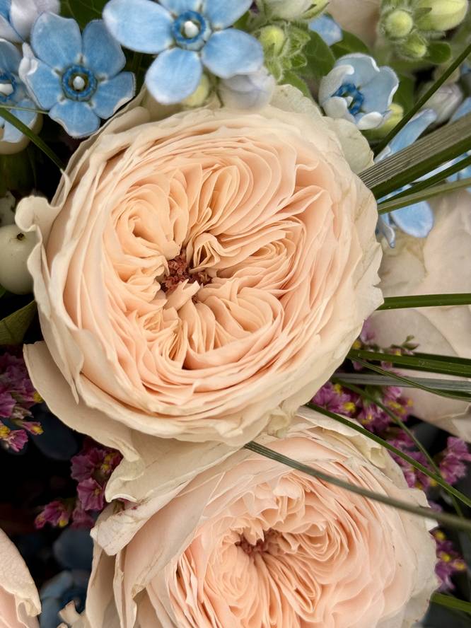 Image - Zarte Eleganz - GartenRosen