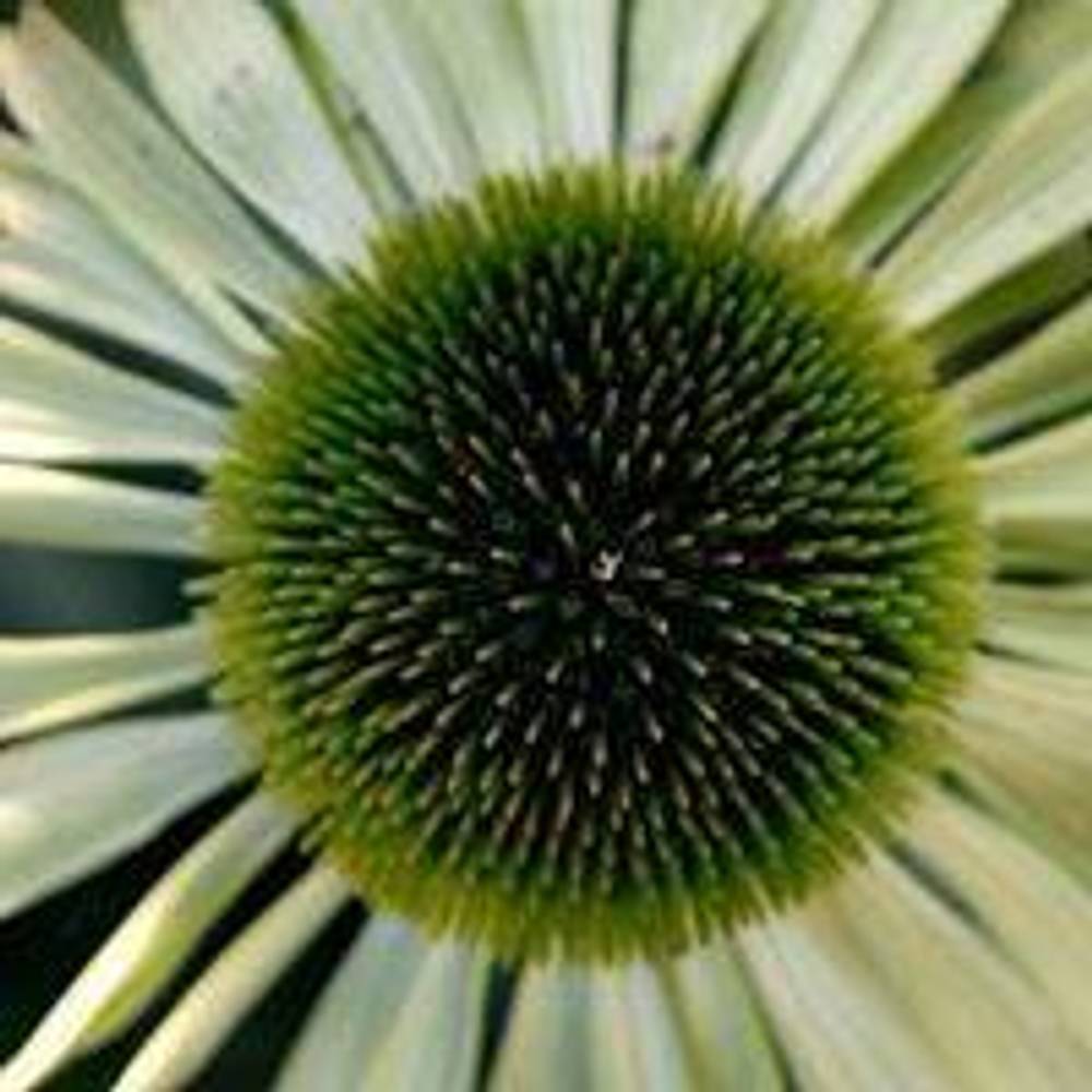 Henkus Blumen - zoom