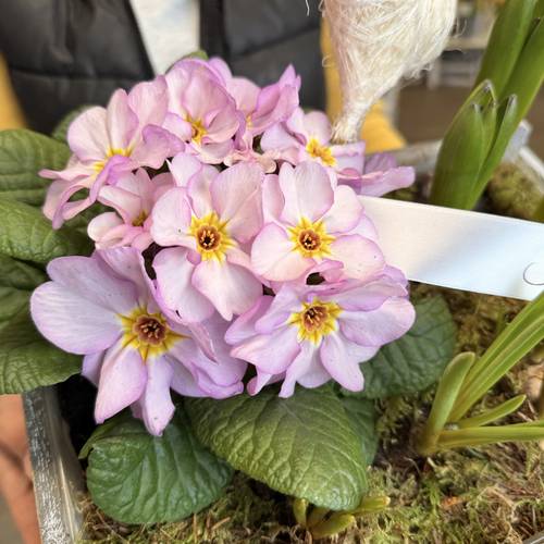 Image - Pflanzschale Frühling