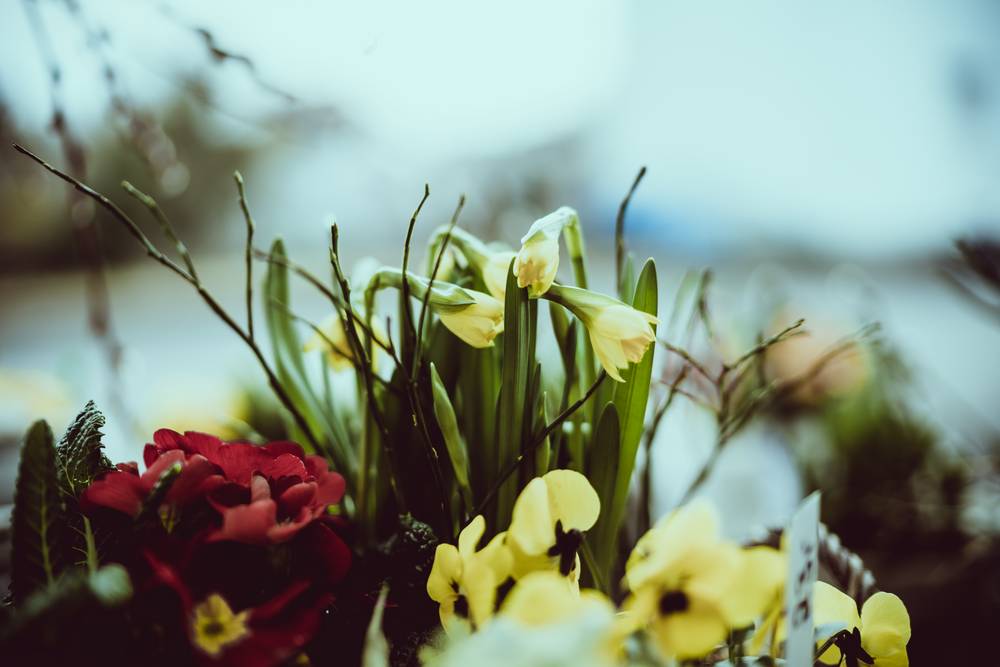 Plantmand/schaal - zoom