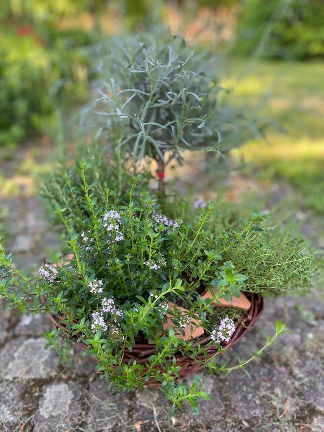 Image - Plantmand/schaal