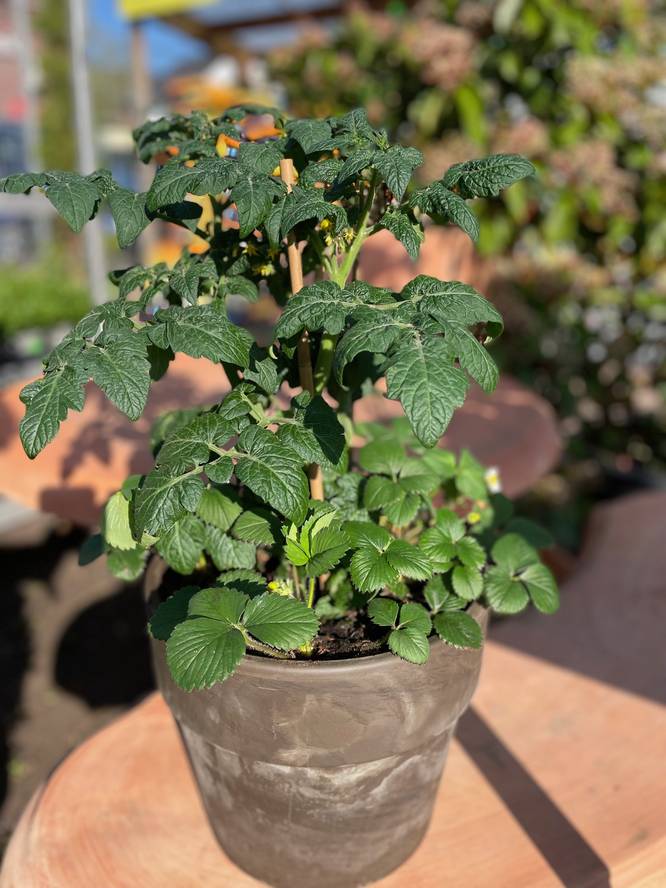 Image - Plantmand/schaal