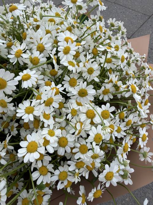 Image - Daisy Cloud Mono Bouquet