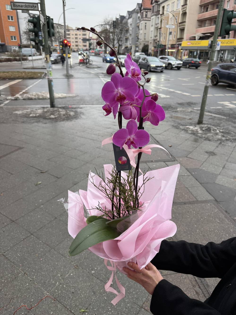 Orchideentopf verpackt - zoom