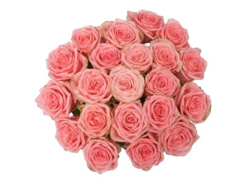 Pinke Premiumrosen Pinke Premiumrosen