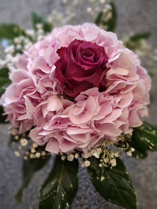 Hortensienblüte Hortensienblüte