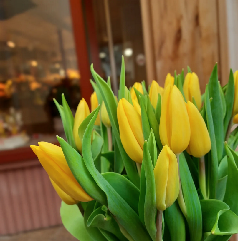 Image - Bouquet of tulips