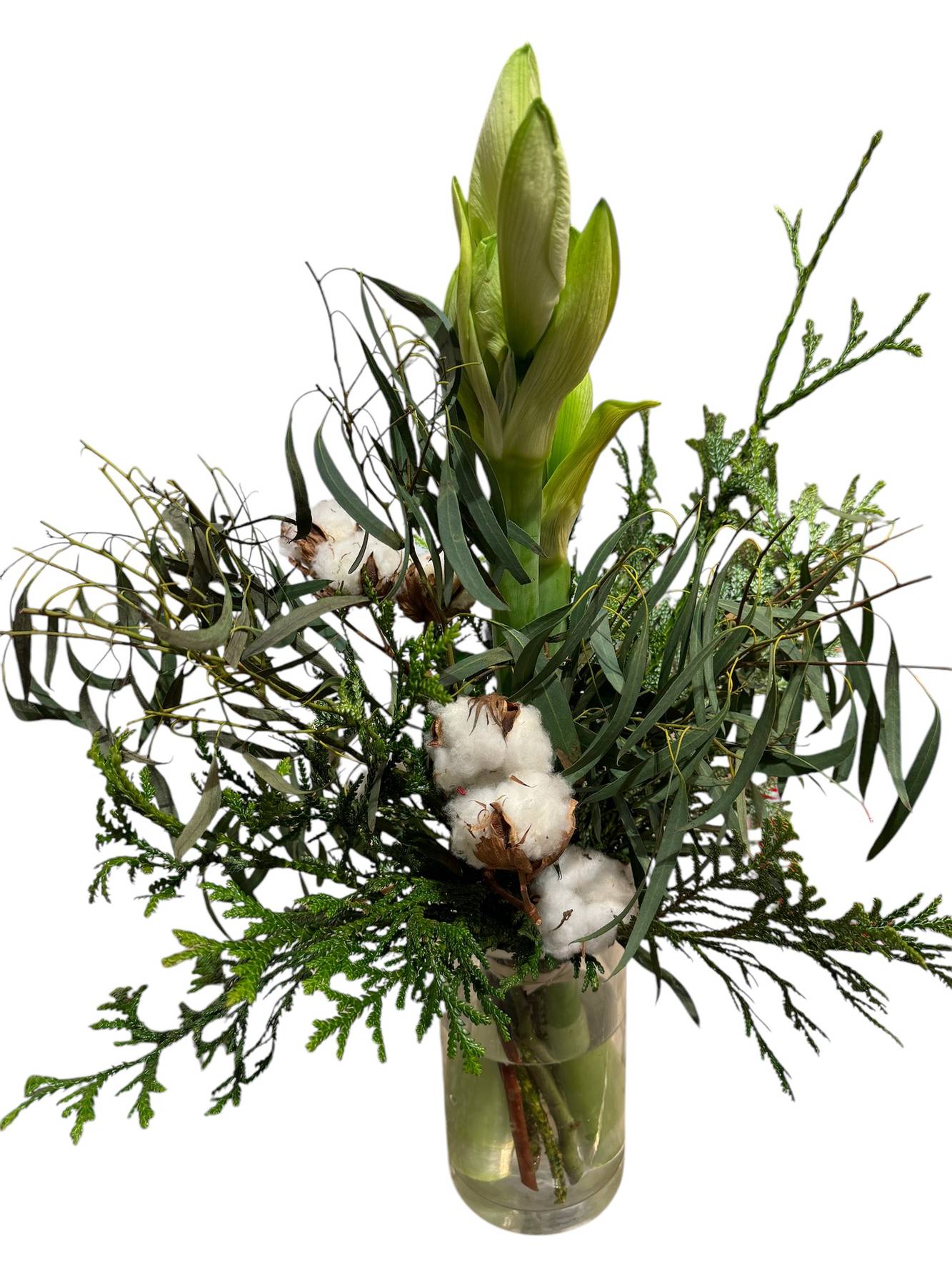 Amaryllis & cotton - zoom