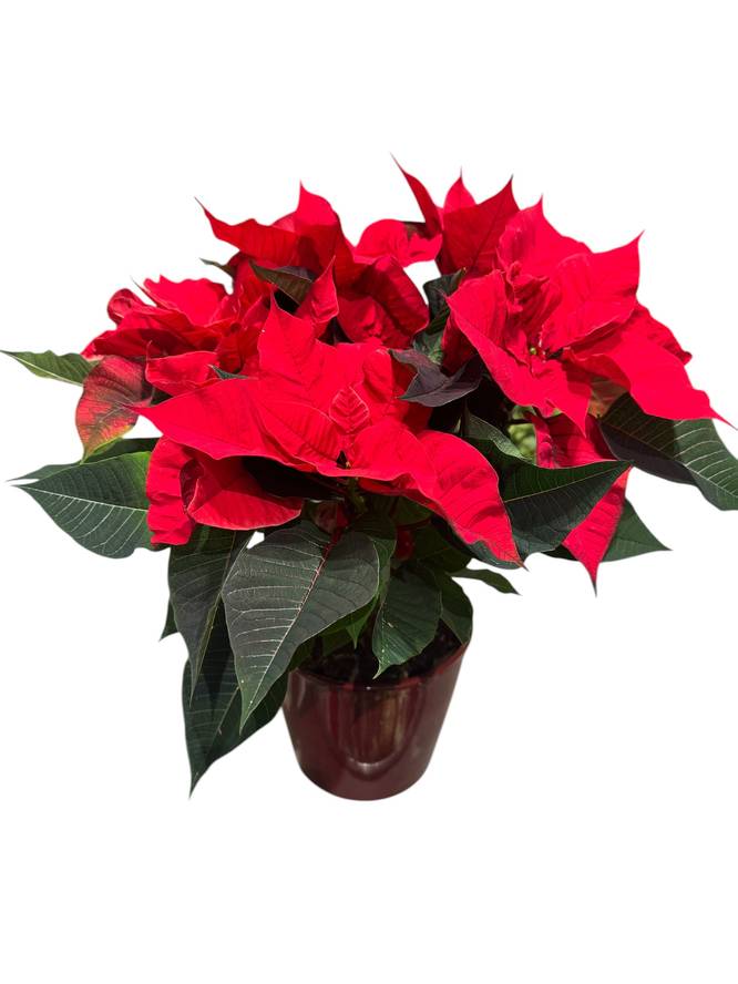 Weihnachtsstern in rotem Übertropf