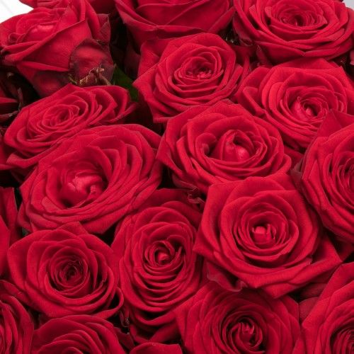 Image - Roter rosenstrauß