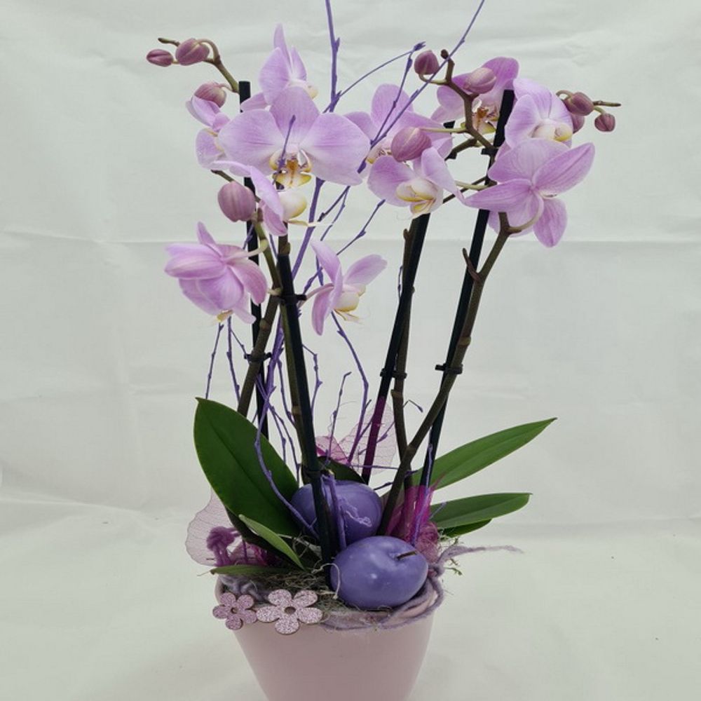Orchidee - phalenopsis - zoom