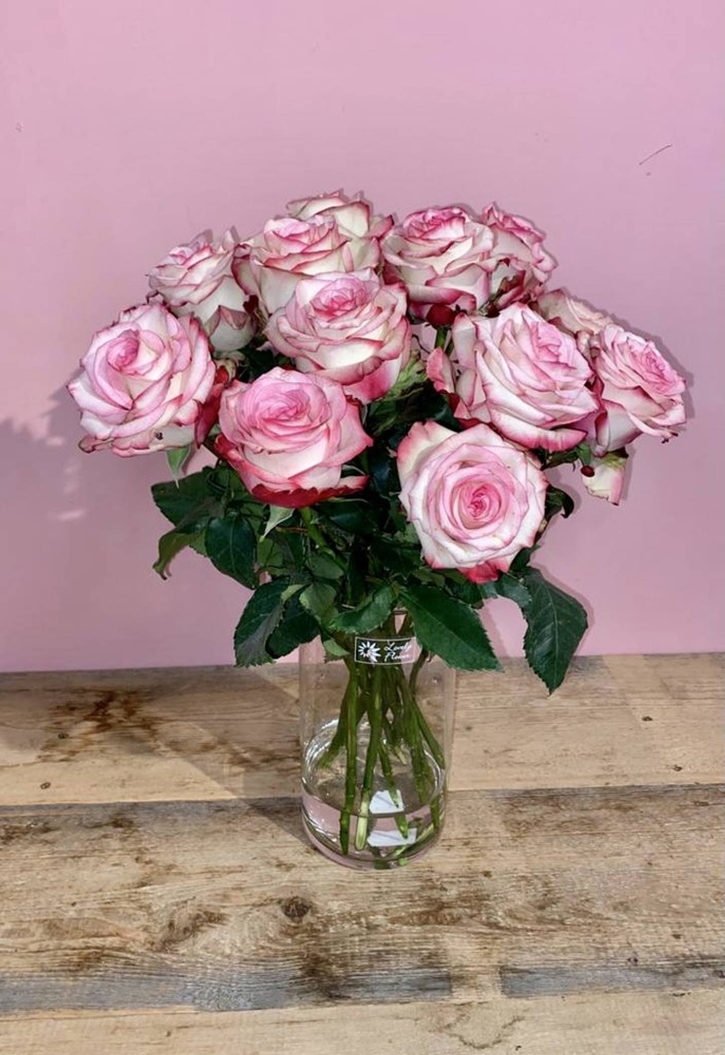 Rose Paloma - with green - zoom