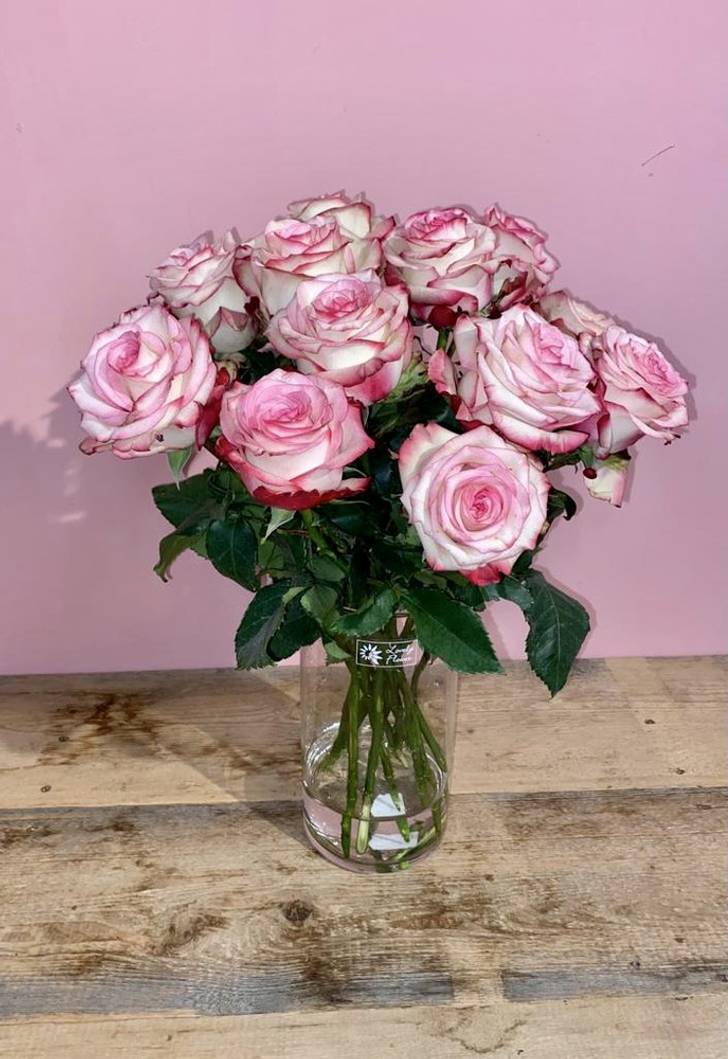 Rose Paloma - with green