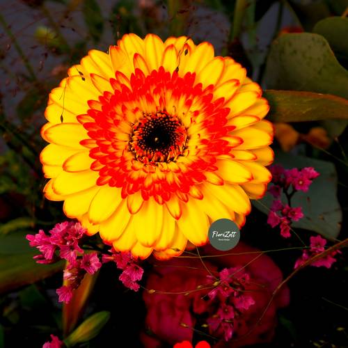 Image - Duo Colorum