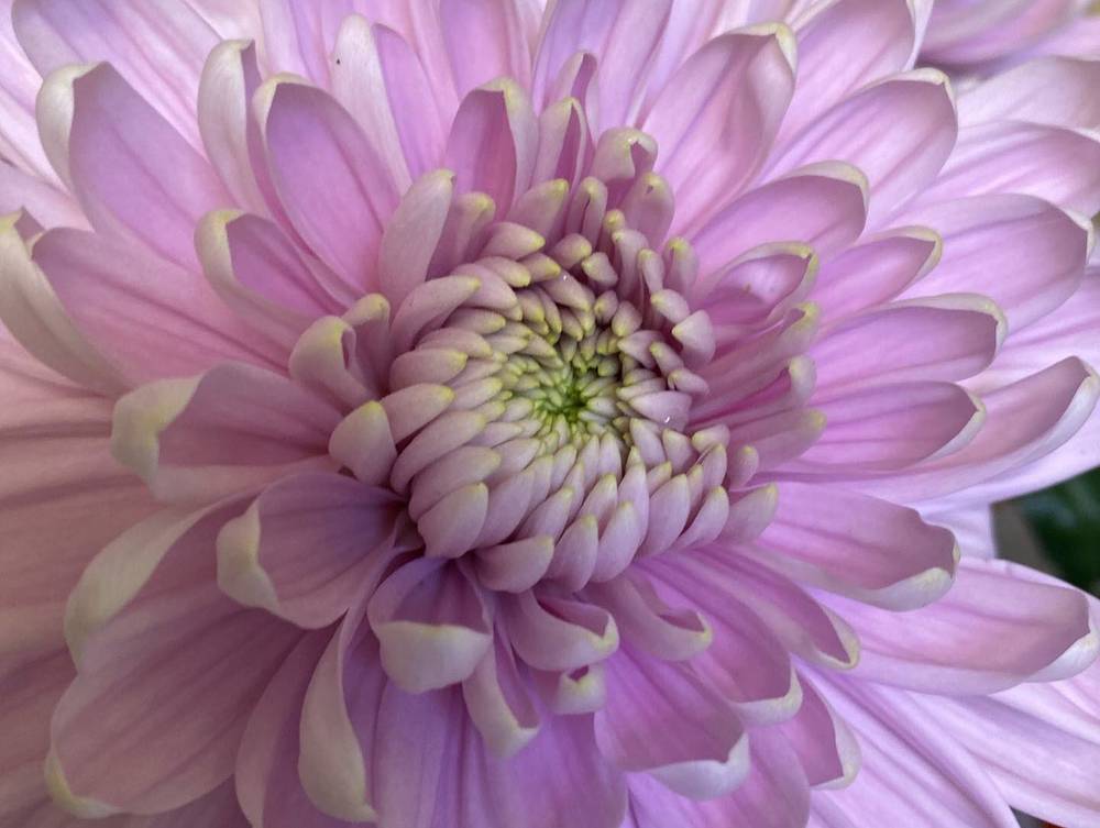 Blumenhaus Stil & Blüte